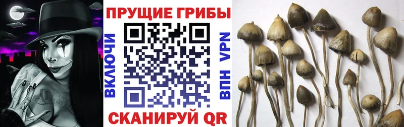 купить   Йошкар-Ола  Галлюциногенные грибы Psilocybe 